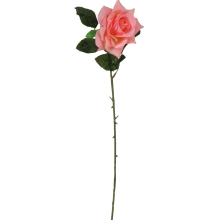 Róża rozwinięta w kolorze jasno różowym