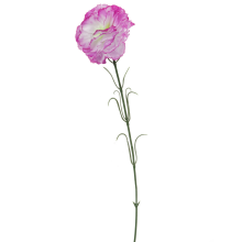 Goździk pojedynka w kolorze fioletowym 46 cm