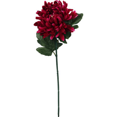 CHRYZANTEMA POJEDYNCZY STRZĘPIASTY KWIAT KOLOR BORDOWY