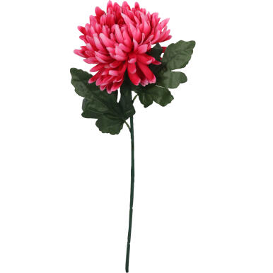 CHRYZANTEMA POJEDYNCZY STRZĘPIASTY KWIAT KOLOR RÓŻOWY