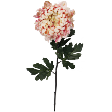 Chryzantema duża pojedyncza w kolorze jasno różowym 86 cm