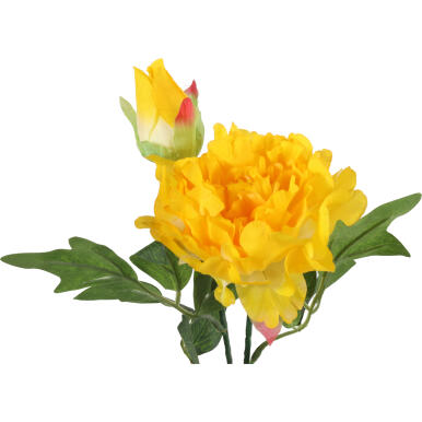 Gałązka rozwiniętej piwonii z pąkiem w kolorze żółtym
