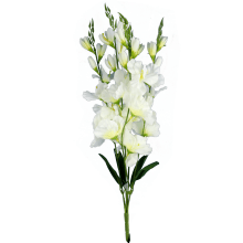 Bukiet 5 gladioli kolor biały