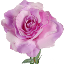 Róża rozwinięta w kolorze fioletowym