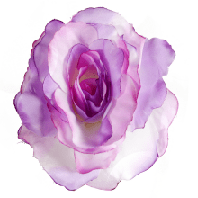 Róża rozwinięta w kolorze jasno fioletowym