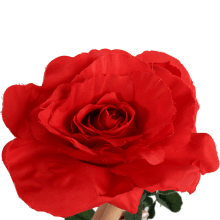 Sztuczna Róża Czerwona o Wysokości 70cm - Dekoracja Realistycznego Wyglądu
