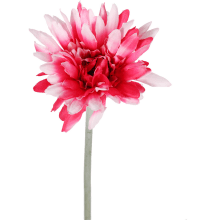 Gerbera Dekoracyjna Wysokiej Jakości w Kolorze Biało-Różowym, 55 cm