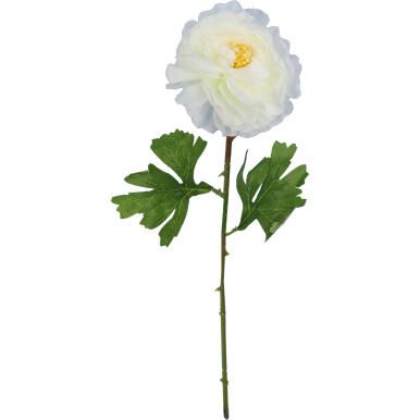 KACZENIEC KWIAT POJEDYNCZY KOLOR BIAŁY