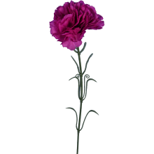 Goździk pojedynka w kolorze fioletowym 54 cm