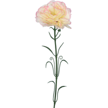 Goździk pojedynka w kolorze biało różowym 54 cm