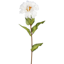 Biała cynia pojedynczego kwiatu, 75 cm