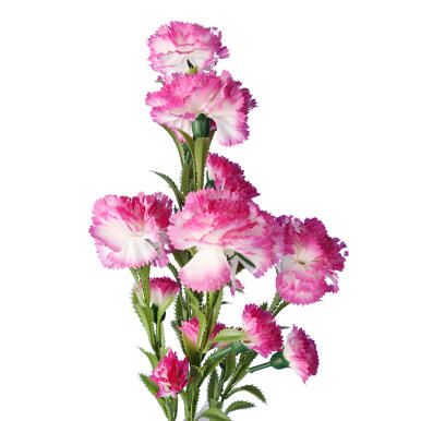 GOŻDZIK GAŁĄZKA 15 KWIATÓW KOLOR BIAŁO FIOLETOWY