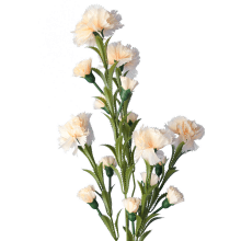 Sztuczny Goździk na Gałązce - 15 Kwiatów, Kolor Kremowy, 86 cm Wysokości