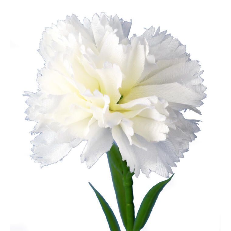 GOŹDZIK kwiat pojedynczy 30 CM KOLOR BIAŁY