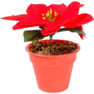POINSECJA  w doniczce 13 cm KOLOR CZERWONY
