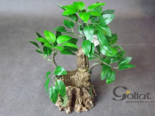 Miniatura Drzewka Bonsai o Wysokości 19cm