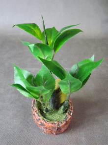 Miniatura Zielonego Drzewka Bonsai 16cm