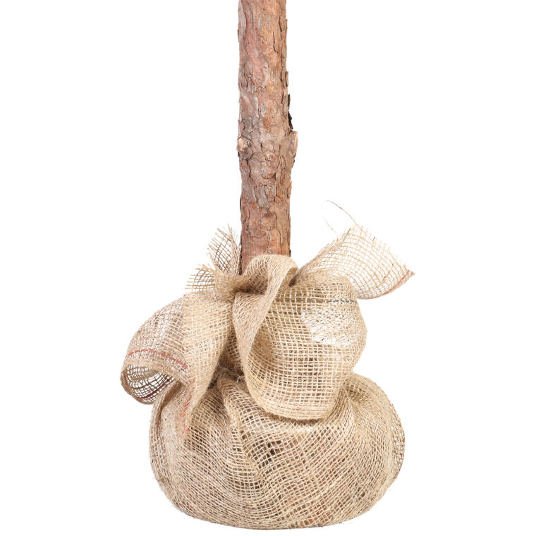 Sztuczna Choinka GOLIAT Ola na Pniu 180cm - Wysokiej Jakości Polski Produkt