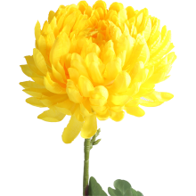 Długotrwała Chryzantema Strzępiasta Żółta 80 cm - Dekoracja Wnętrz i Kompozycji Kwiatowych