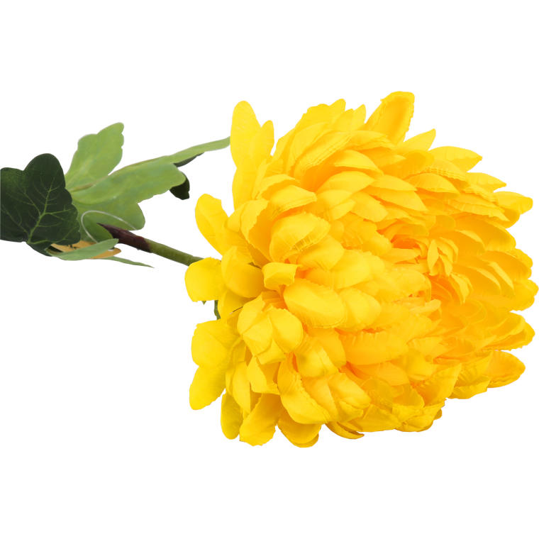 Długotrwała Chryzantema Strzępiasta Żółta 80 cm - Dekoracja Wnętrz i Kompozycji Kwiatowych