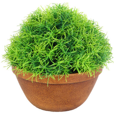 Trawa-kula w donicy 25 cm