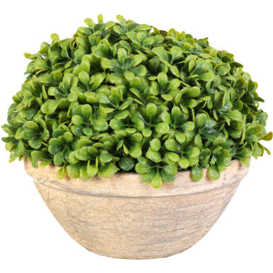Bukszpanowa kula w donicy 25 cm