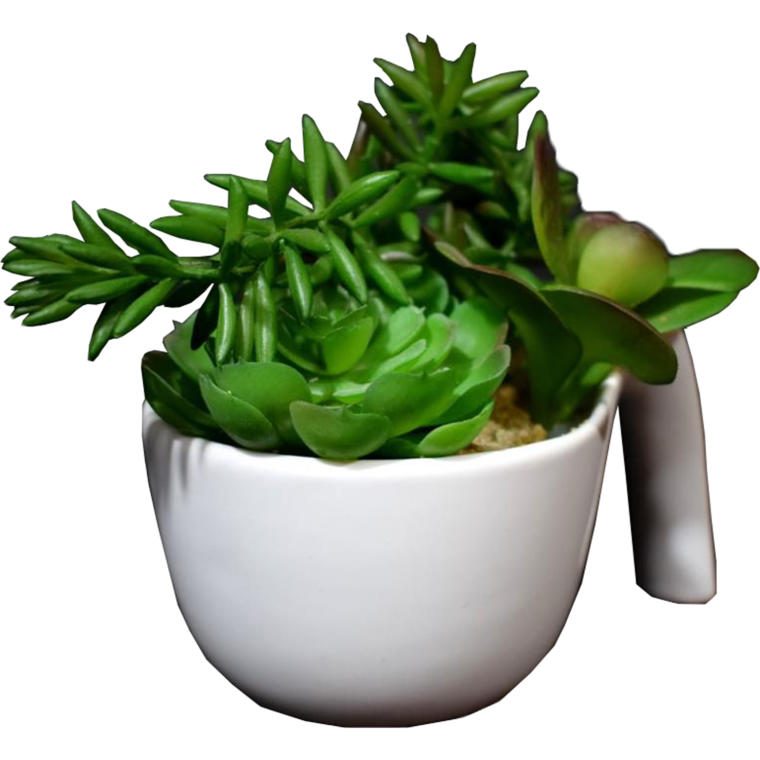 Mix sukulentów w białej ceramicznej doniczce z rączką