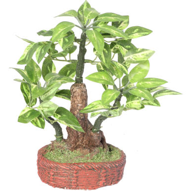 Drzewko bonsai