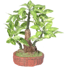 Drzewko bonsai na czerwonej podstawie