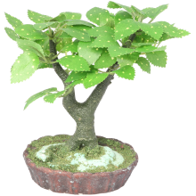 Drzewko bonsai z biało zielonymi listkami