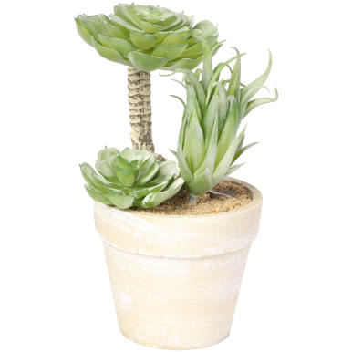 Mały sukulent w doniczce 15,5 cm