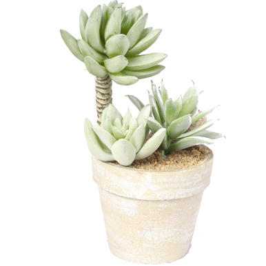 Mały sukulent w doniczce imitującą cegłę