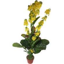 Żółty Kwiat Rzepaku w Doniczce o Wysokości 130cm