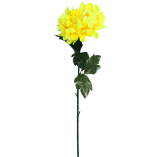 Chryzantema Żółta Pojedynczy Kwiat 70cm