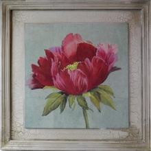 Obraz piwonia różowa 38x38 cm